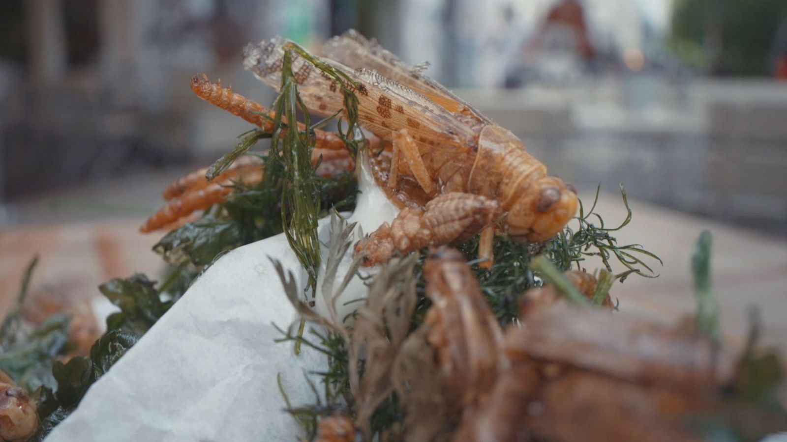 Los insectos, importante fuente de proteína, antioxidantes y vitaminas