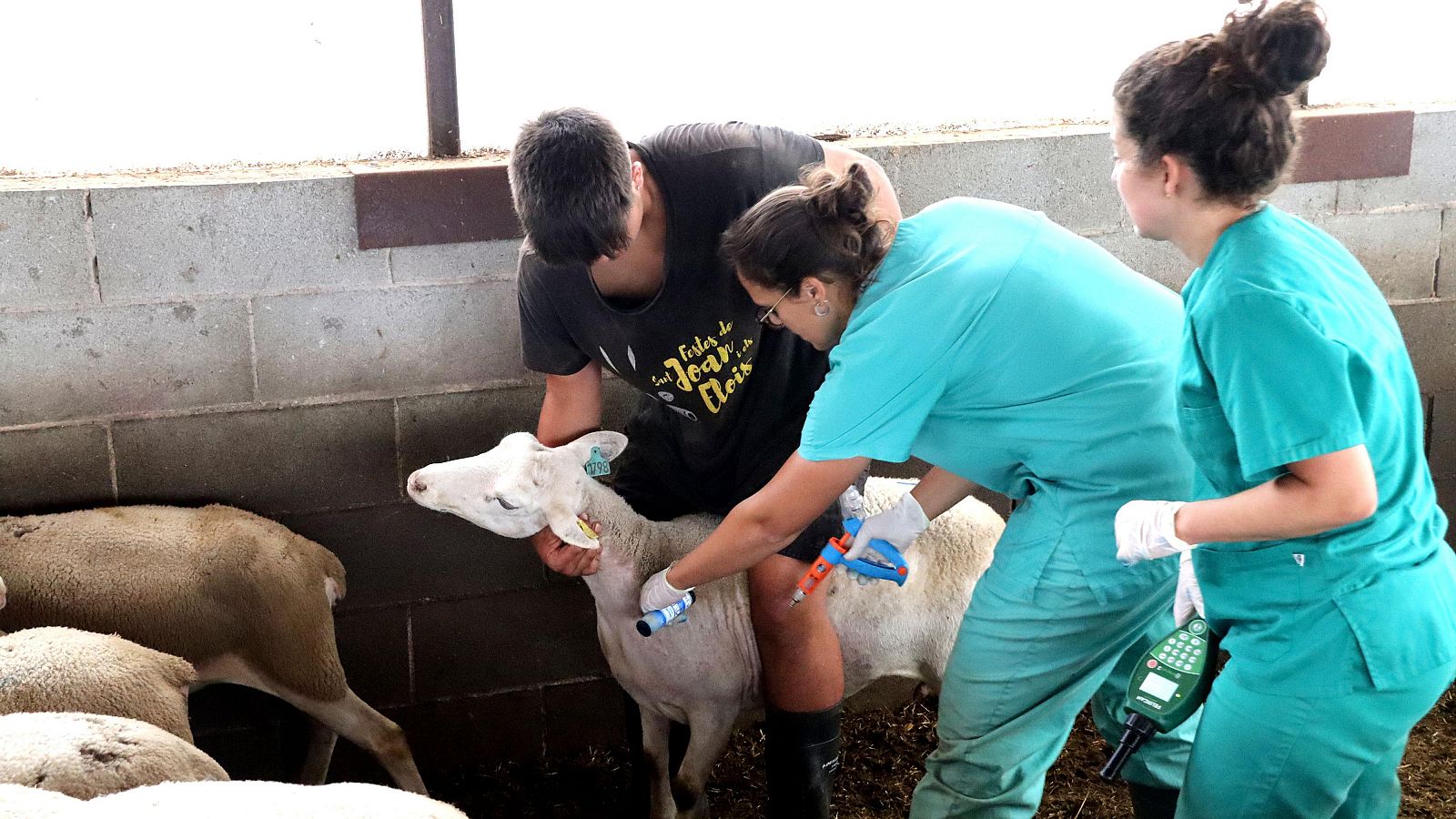 Veterinaris vacunen cabres a Prats de Lluçanès contra la malaltia de la llengua blava