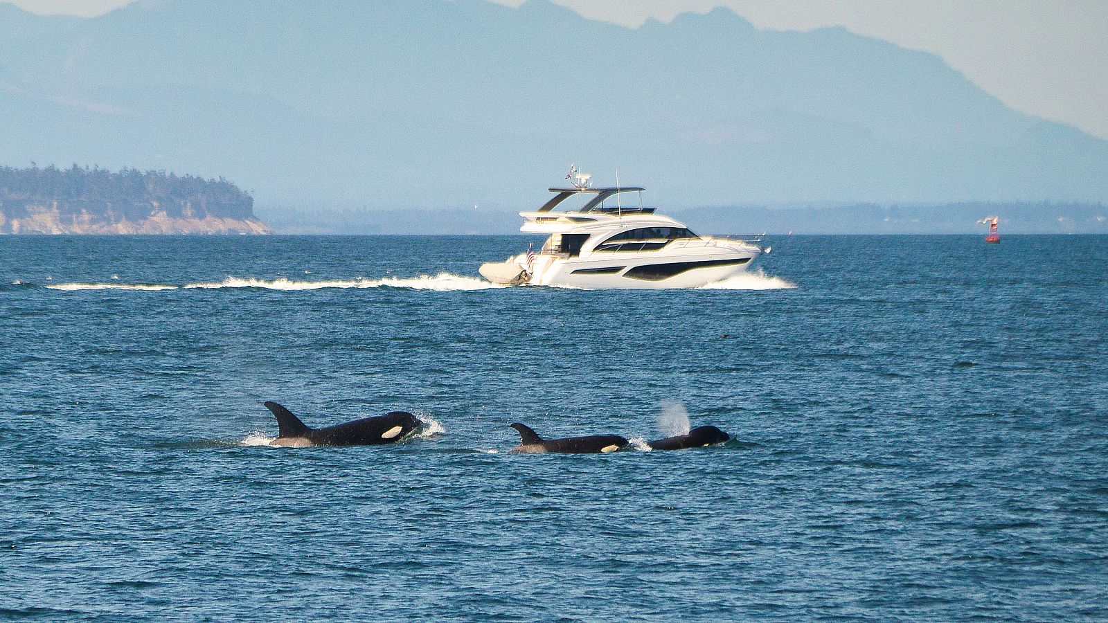 Un grupo de orcas y una embarcación.