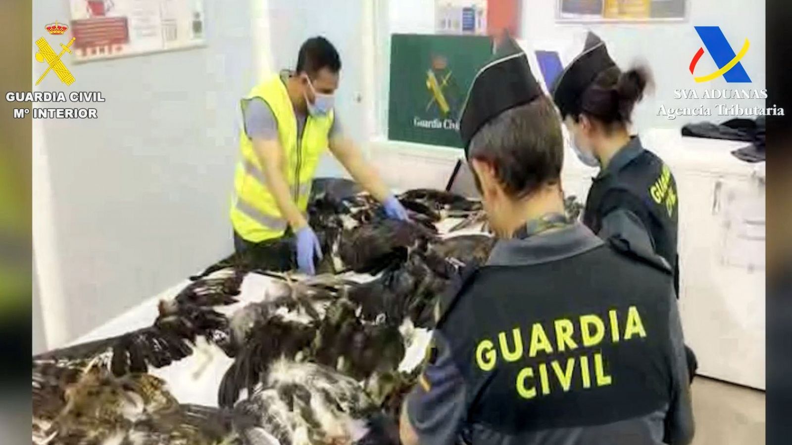 Imágenes del vídeo de la Guardia Civil en el que muestran las aves