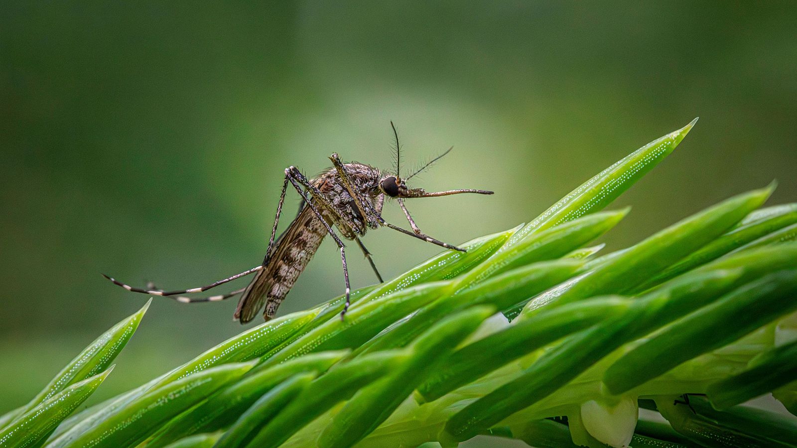 Confirmados dos casos de virus del Nilo con una fallecida en Dos Hermanas. Foto de archivo de mosquito.