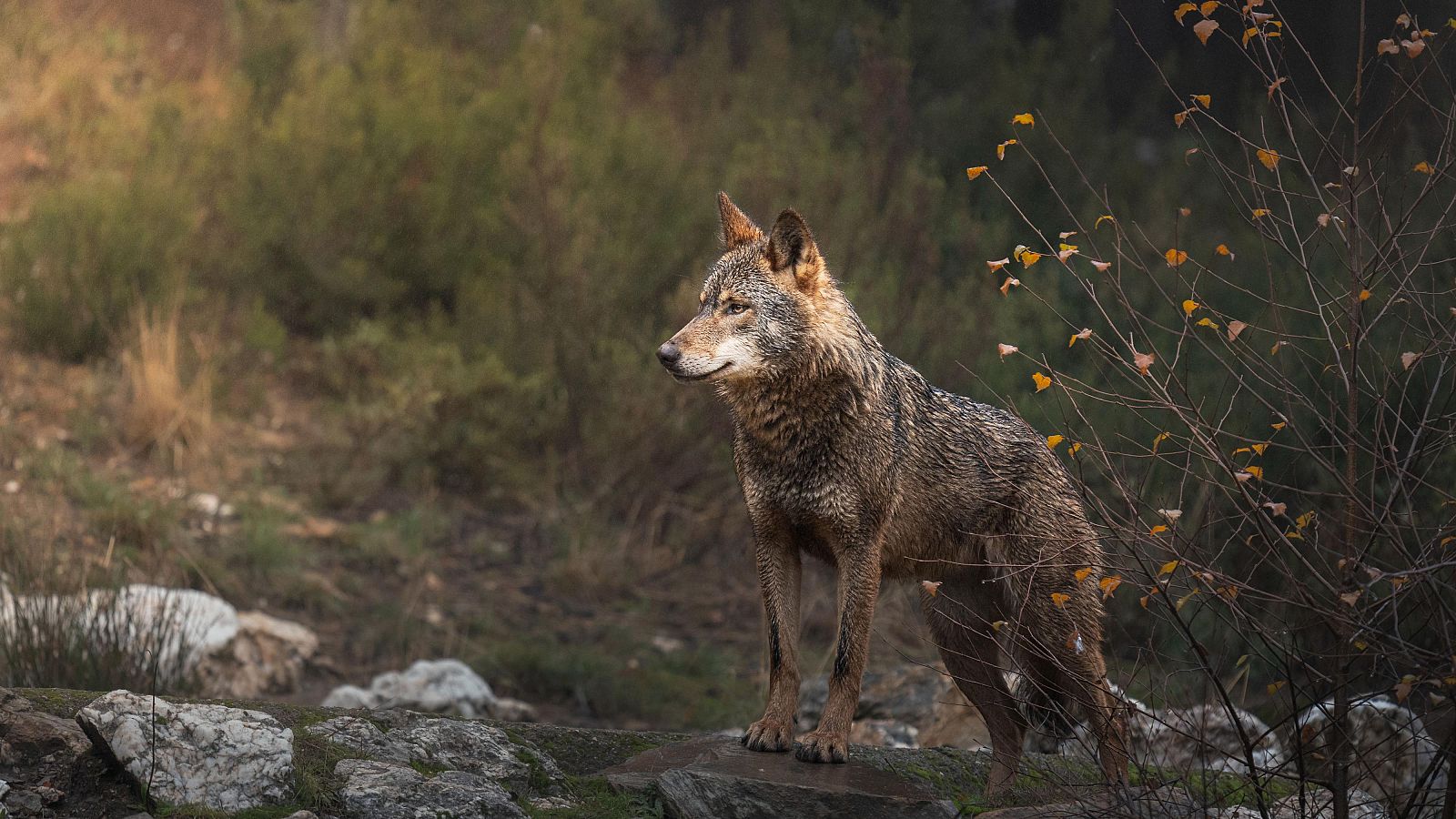 Un lobo en espacios montañosos. RTVE.es/GETTY IMAGES