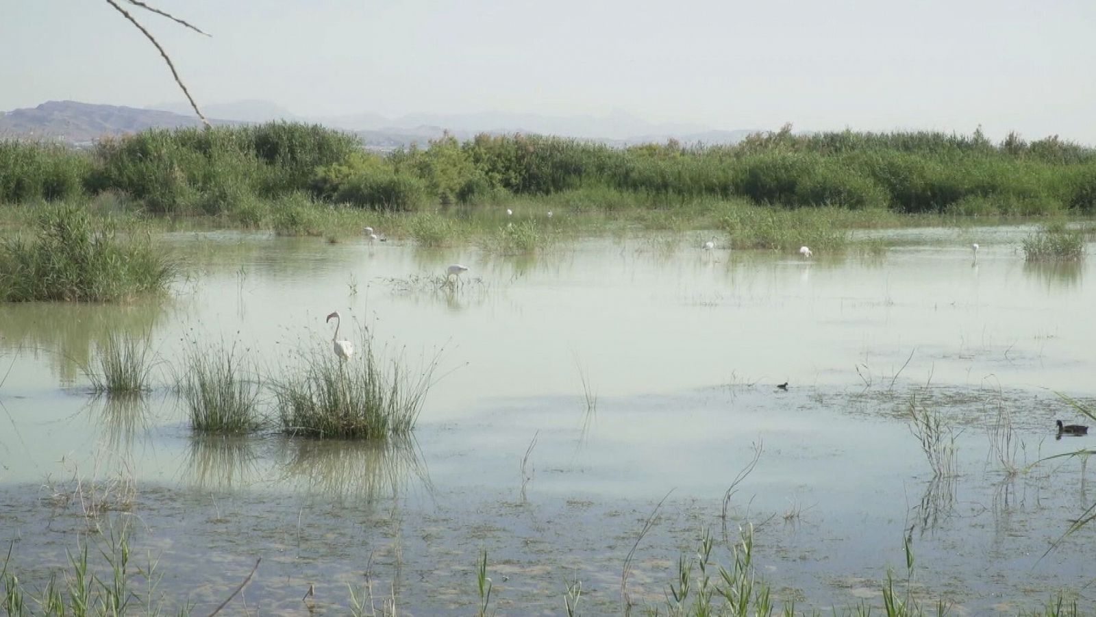 El Parque natural de El Hondo, destino de 'Comando Actualidad'