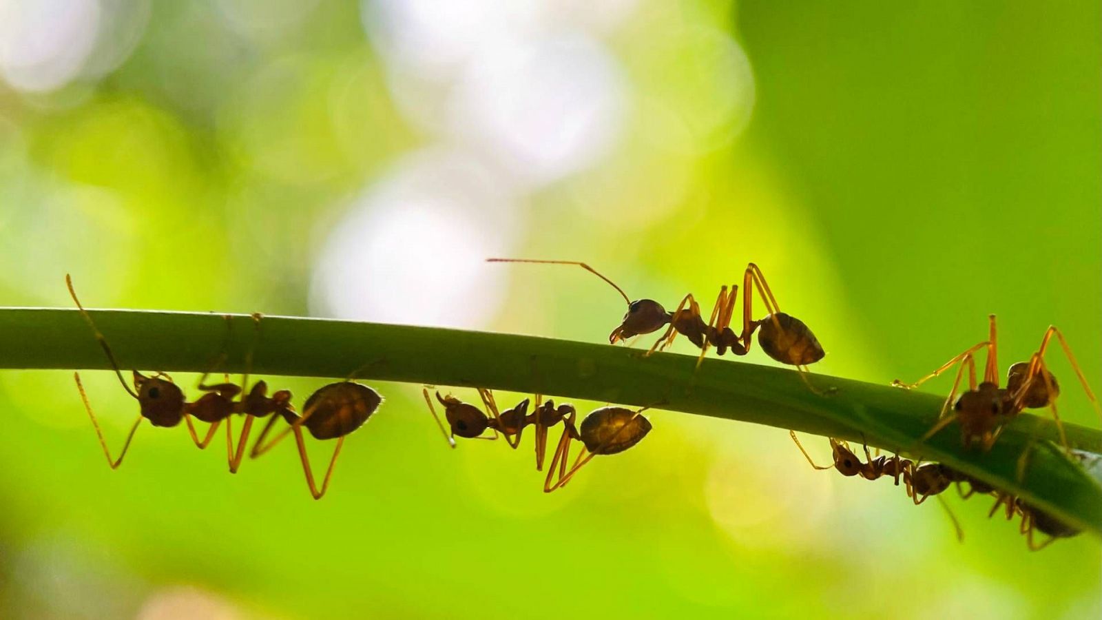 Las hormigas se encuentran en casi todo el planeta y destacan por su capacidad de organización