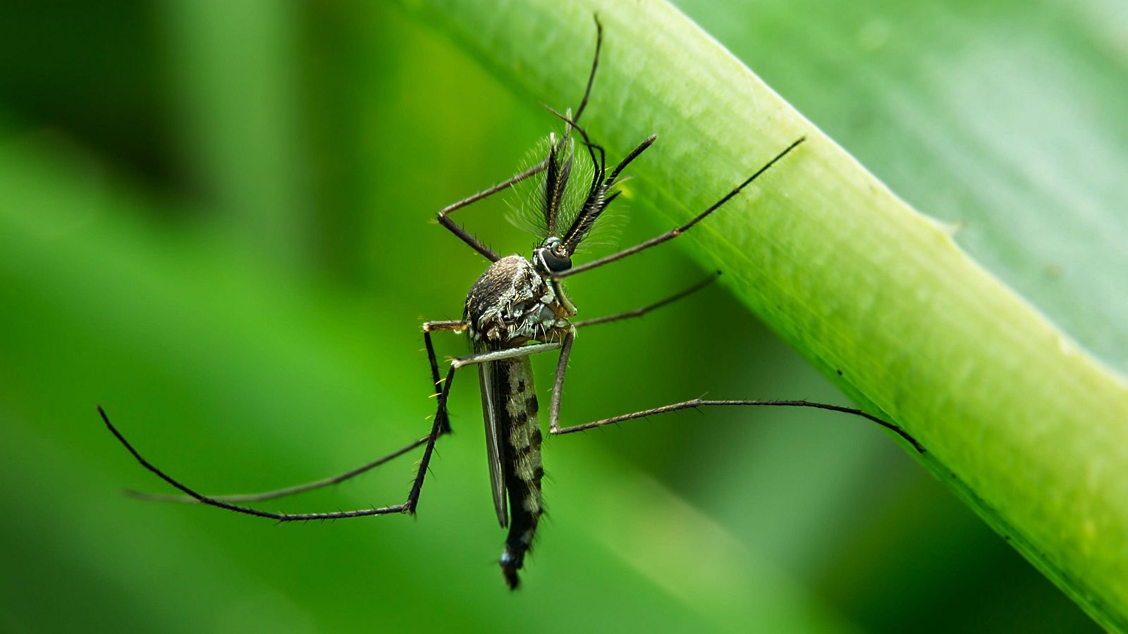 Relación entre mosquitos, chinches y cucarachas con el turismo