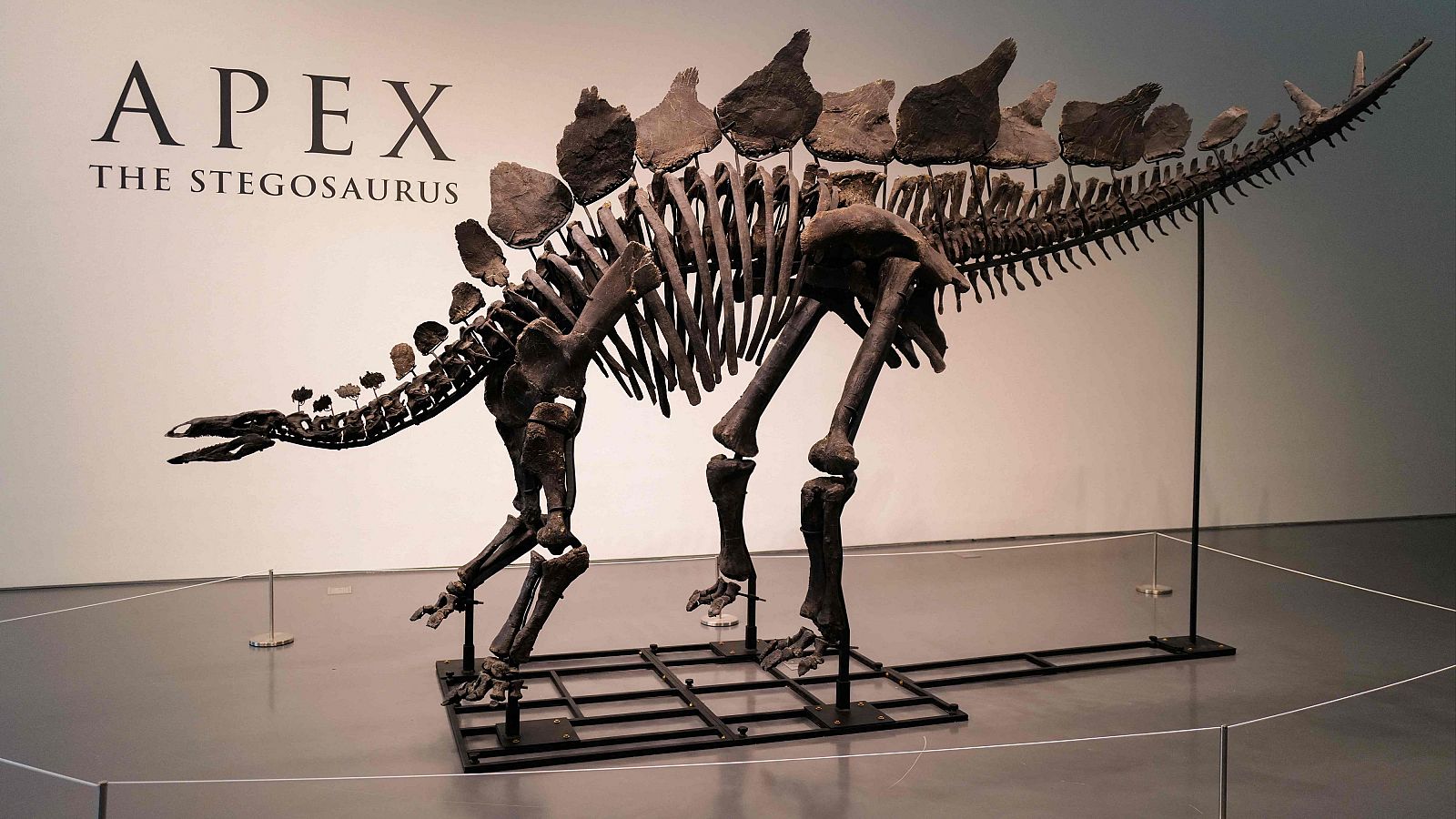 El esqueleto de un 'Stegosaurus' apodado Apex en la casa de subastas Sotheby's