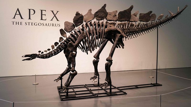 El esqueleto de un 'Stegosaurus' apodado Apex en la casa de subastas Sotheby's