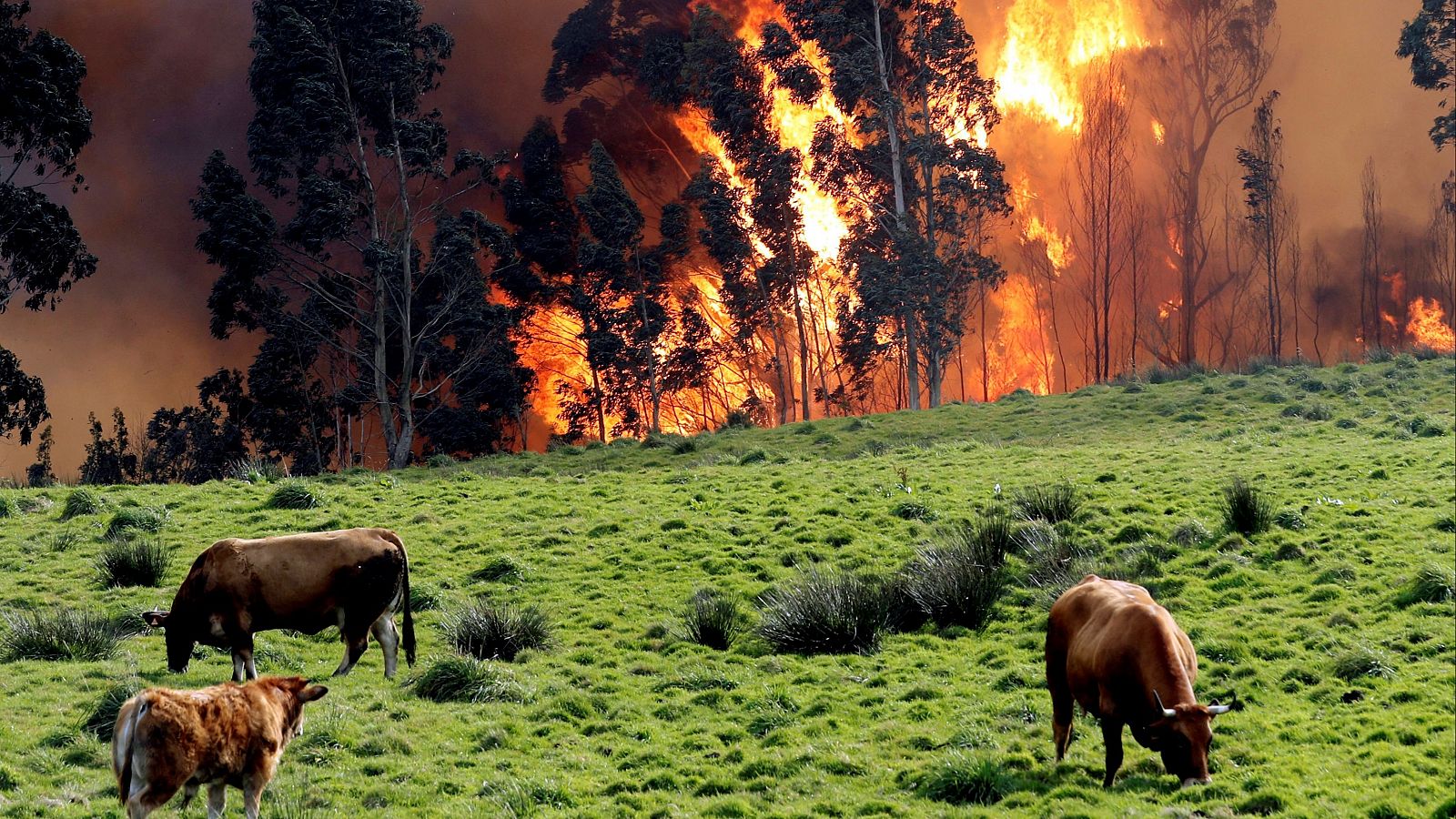 Incendio en las proximidades de Naves (Llanes).