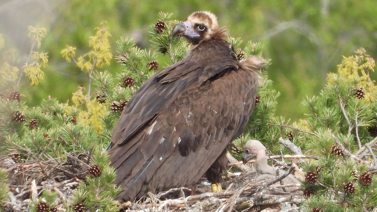 Buitre Negro Grefa