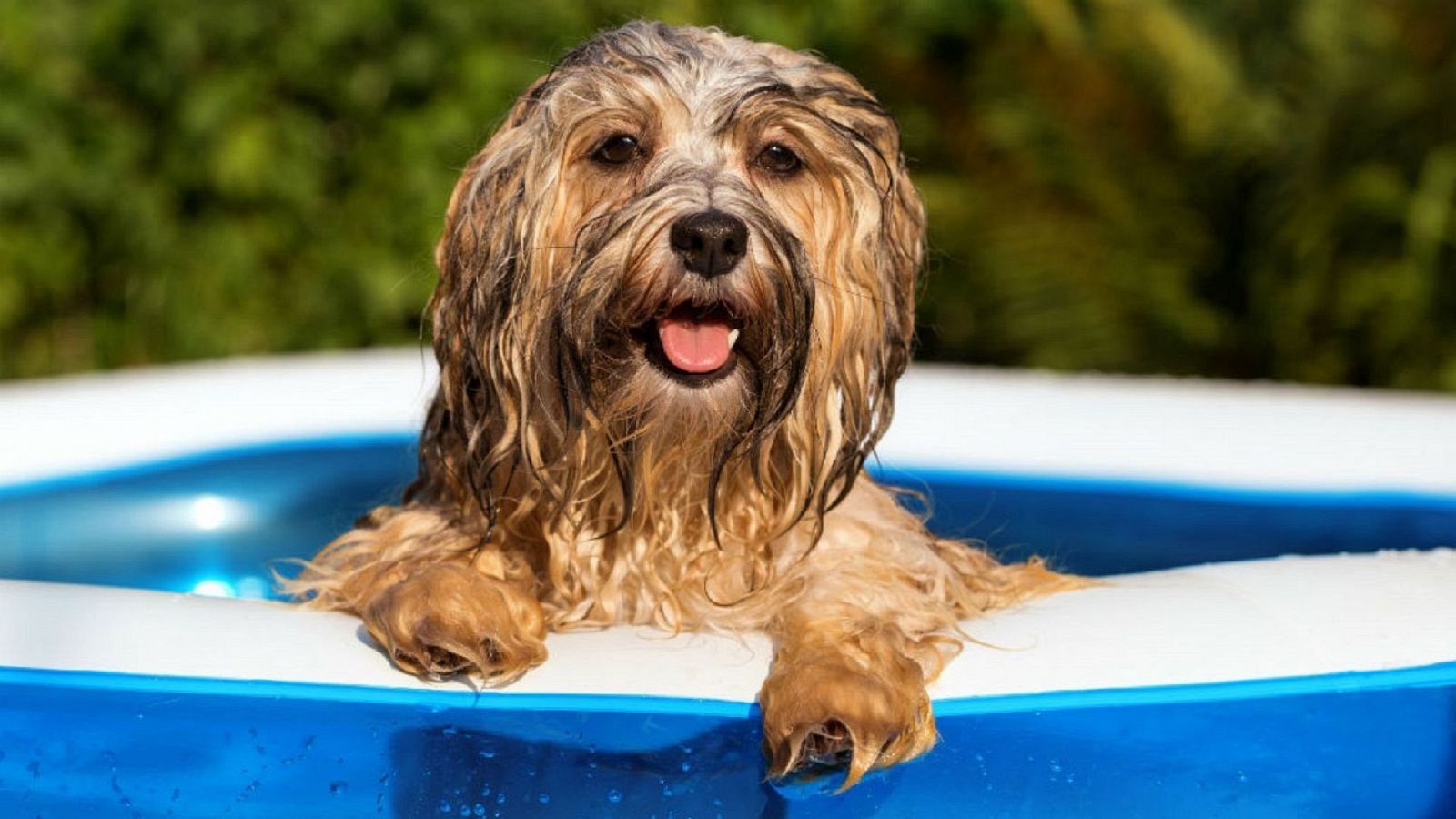 Com protegir les mascotes de la calor?