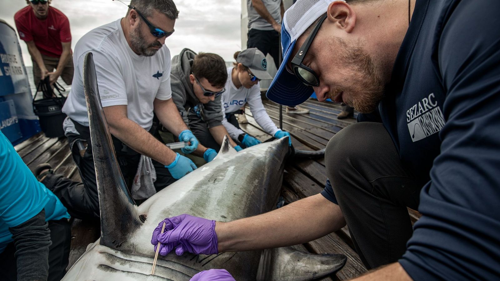 Investigadores analizan si la población de tiburones blancos de la costa cantábrica proviene del Mediterráneo