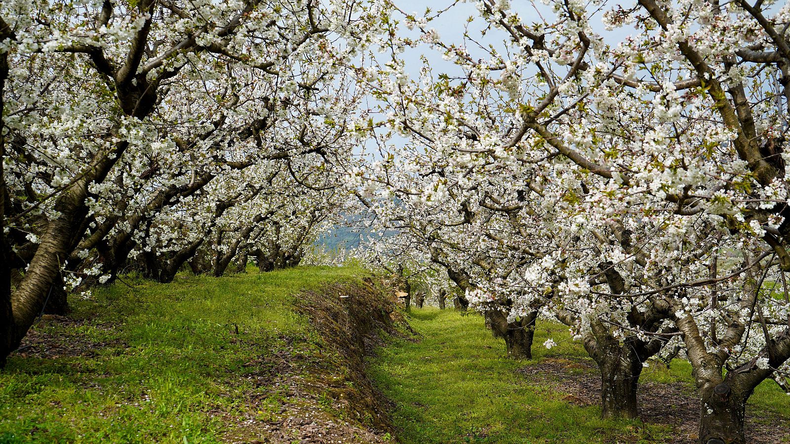 Cerezos del Valle del Jerte en floración