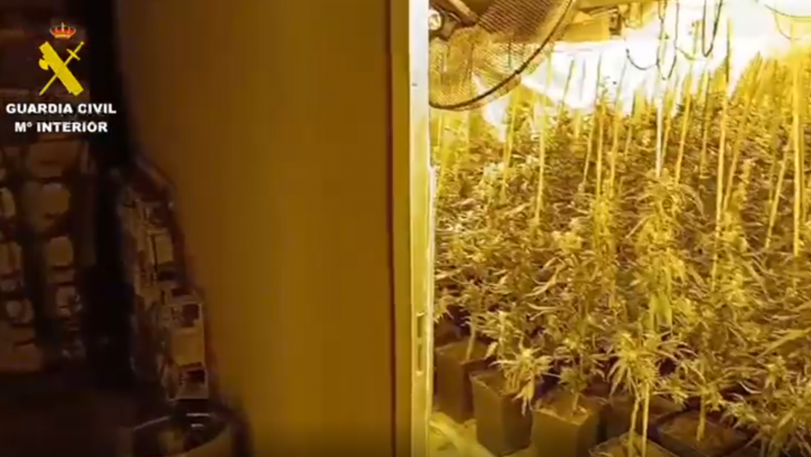 La Guardia Civil desmantela un laboratorio clandestino de cultivo