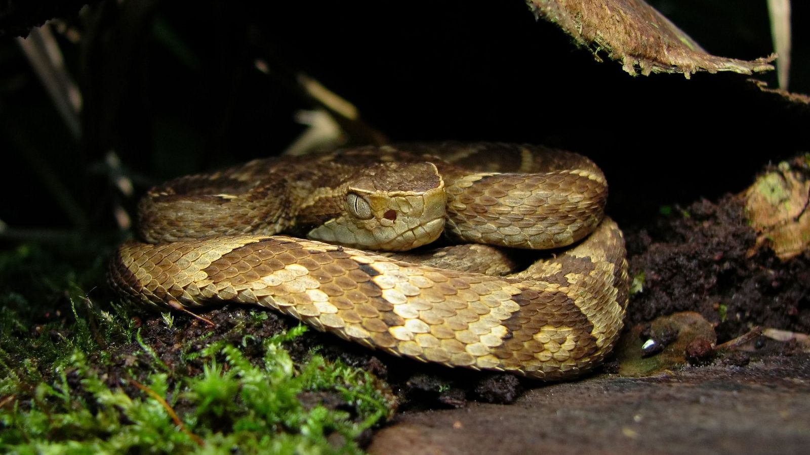 Las serpientes del género Bothrops son responsables de más muertes en América que cualquier otro grupo de ofidios venenosos.