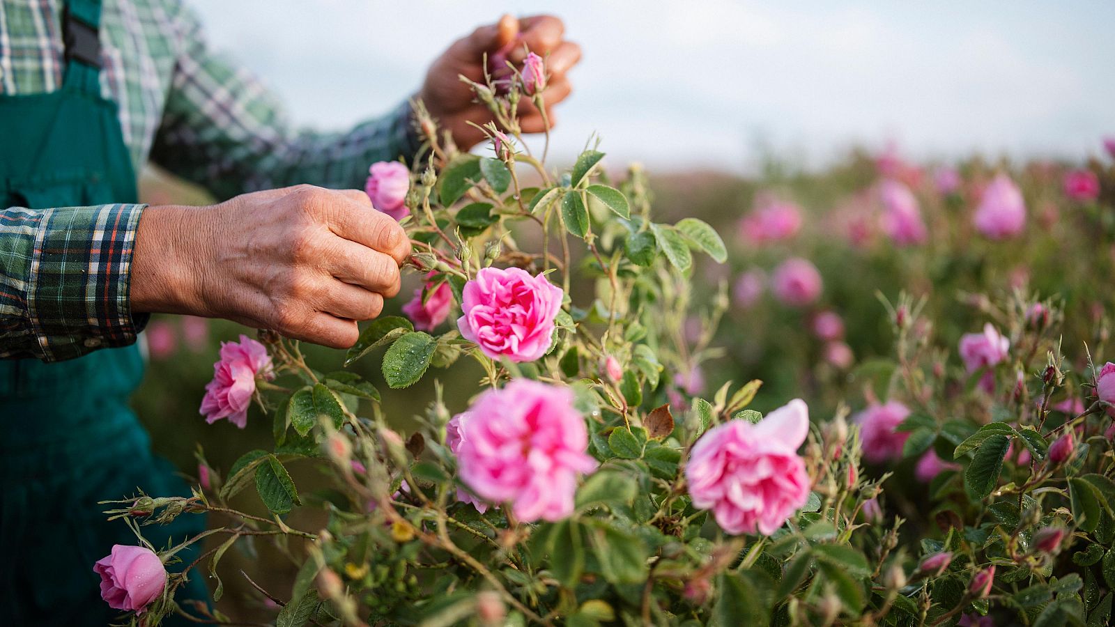 Un equipo internacional descubre el gen para conseguir berenjenas o rosas sin espinas