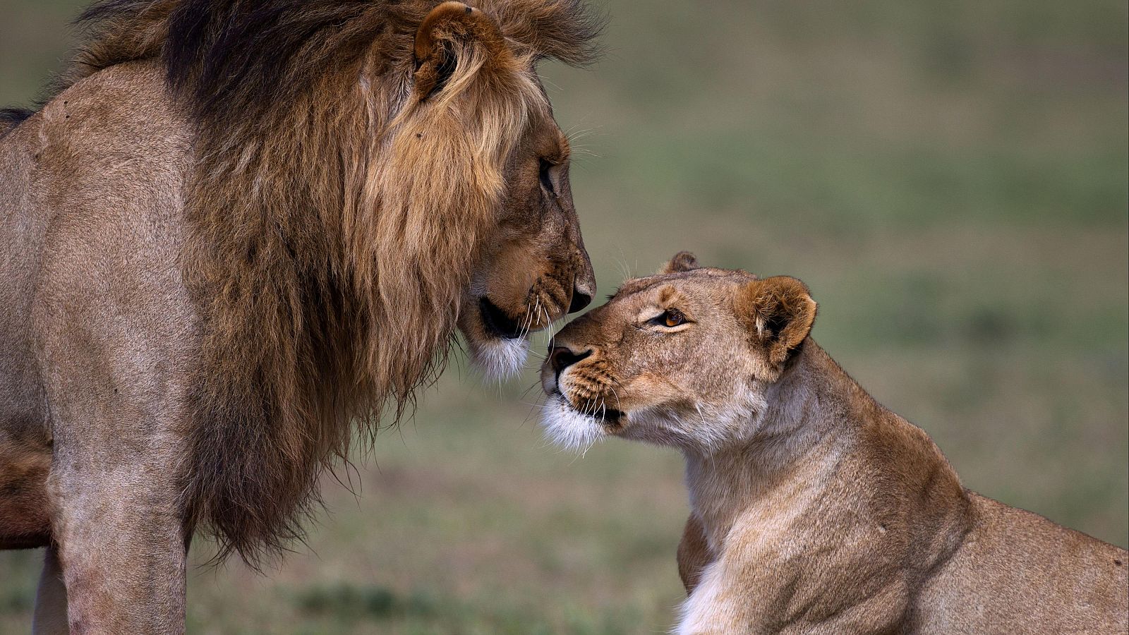 Los leones se relacionan de forma diferente según su edad y sexo, al igual que los humanos