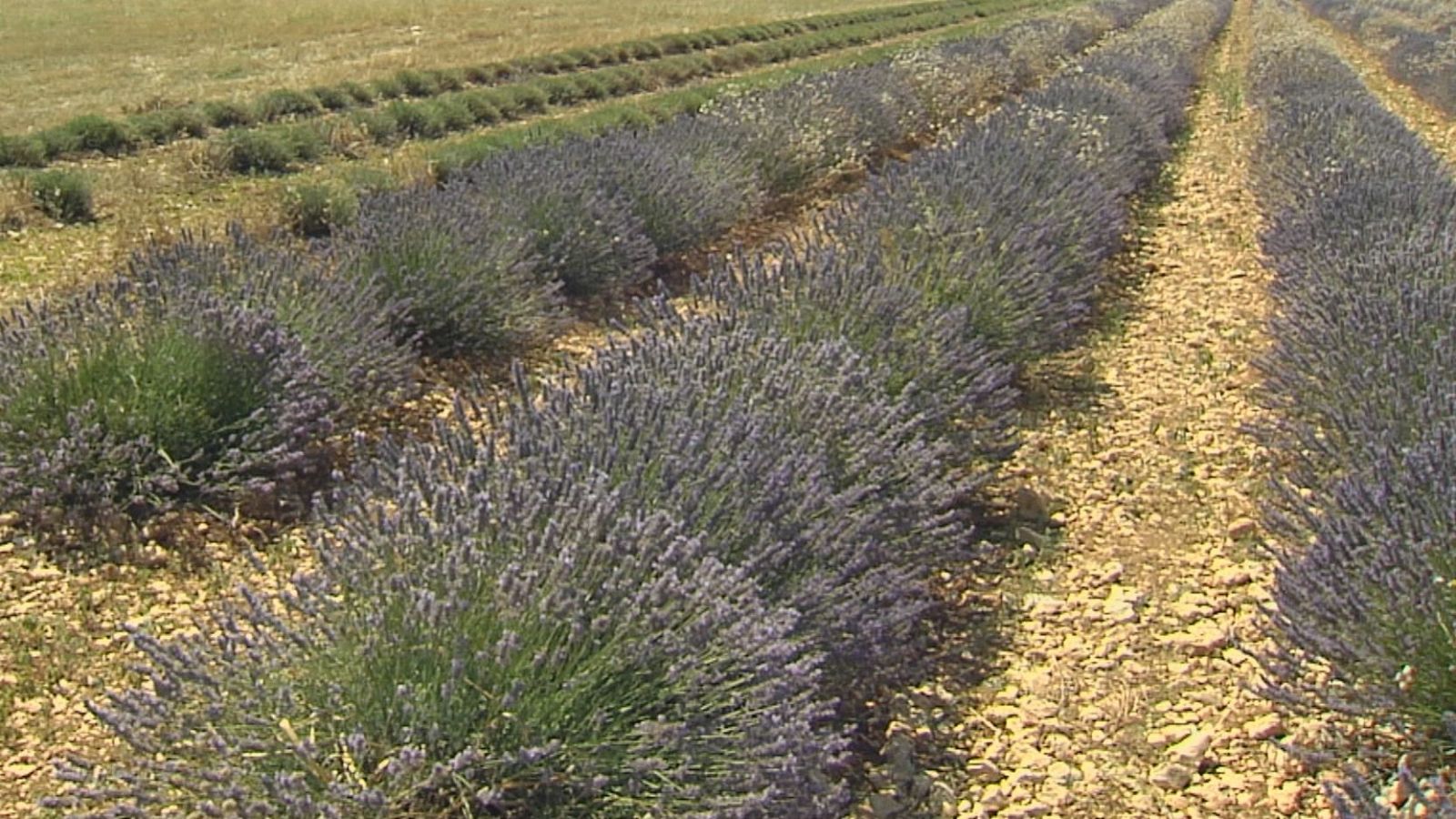Cosecha lavanda Brihuega