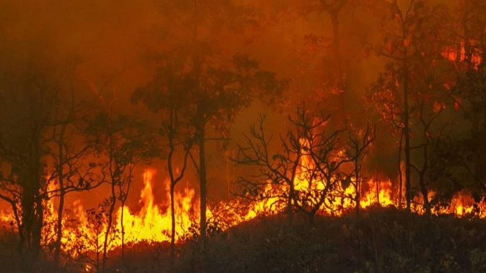 El cambio climático aumentó las probabilidades de incendios forestales en 2023