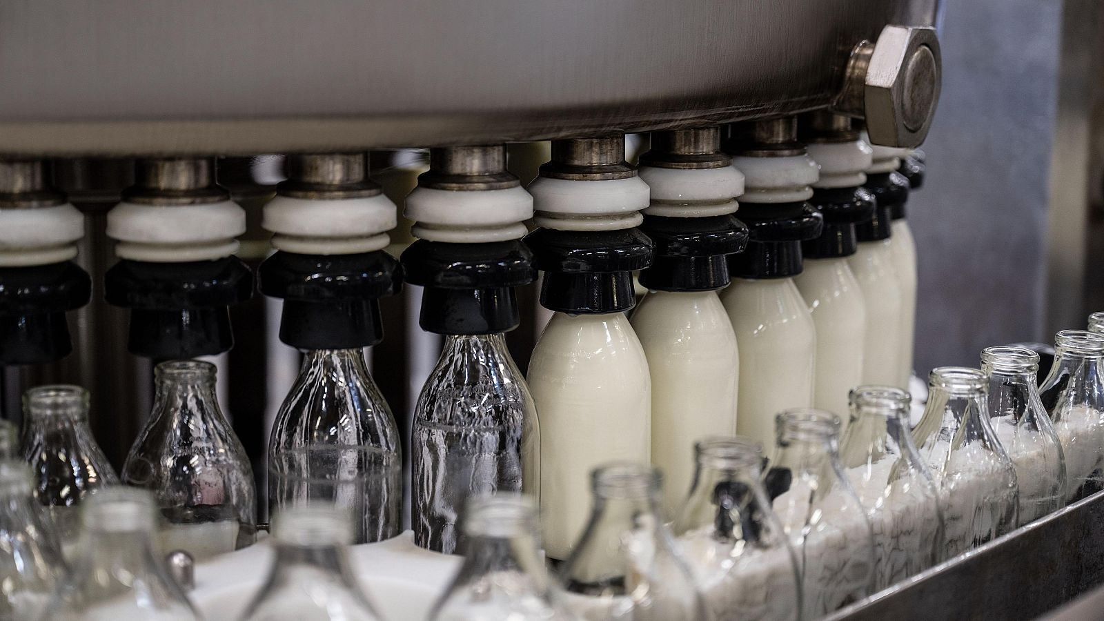 Cadena de producción y embotellado de leche