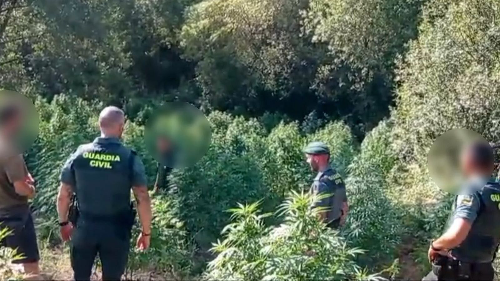 Plantación de marihuana en Losar de la Vera