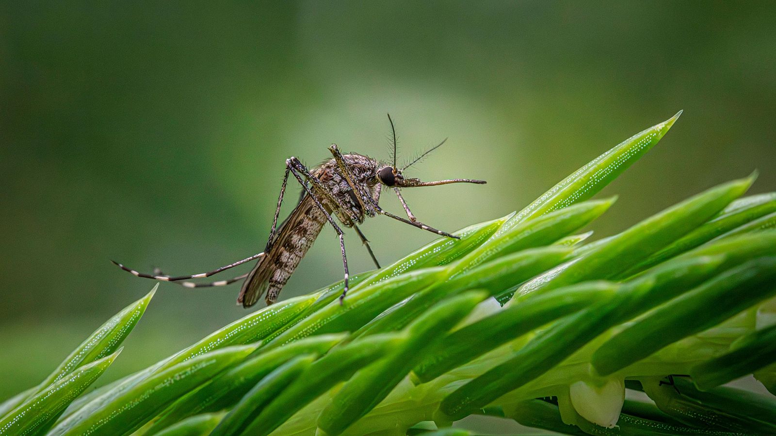 Sube el riesgo de contagio del virus del Nilo en Huelva