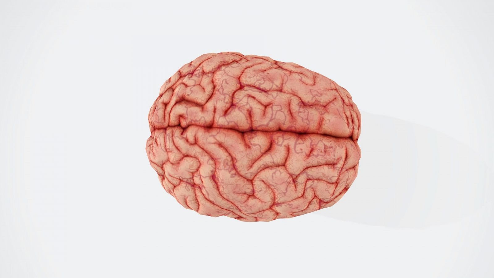Nuevos avances en el conocimiento del cerebro humano.
