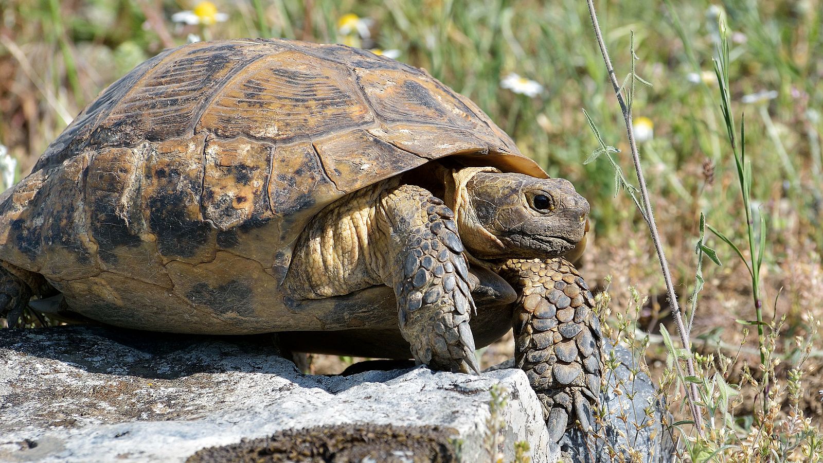 Tortuga mora ('Testudo graeca').