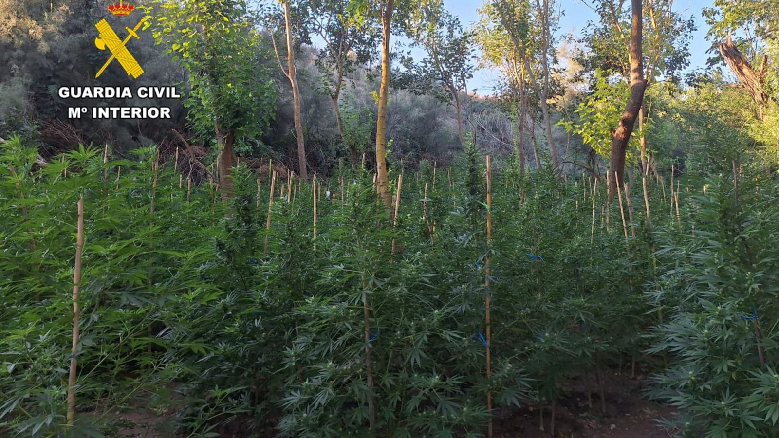 La Guardia Civil localiza una plantación de 2.200 plantas de marihuana en Escatrón, Zaragoza