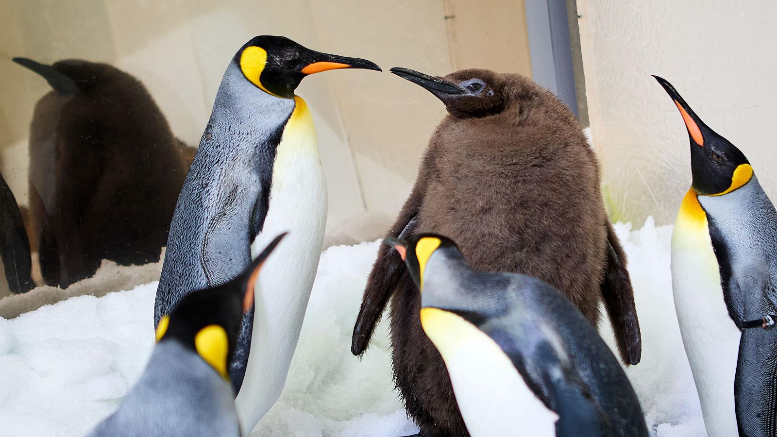 Pesto, el pingüino viral gigante