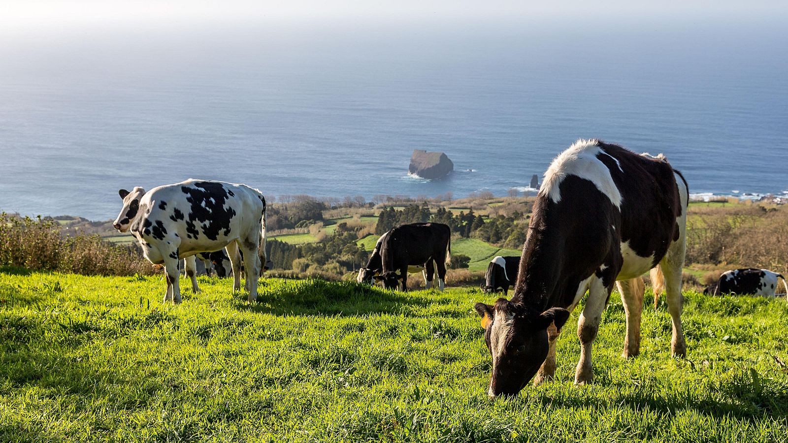 Cambios de alimentación en las vacas para mitigar el metano