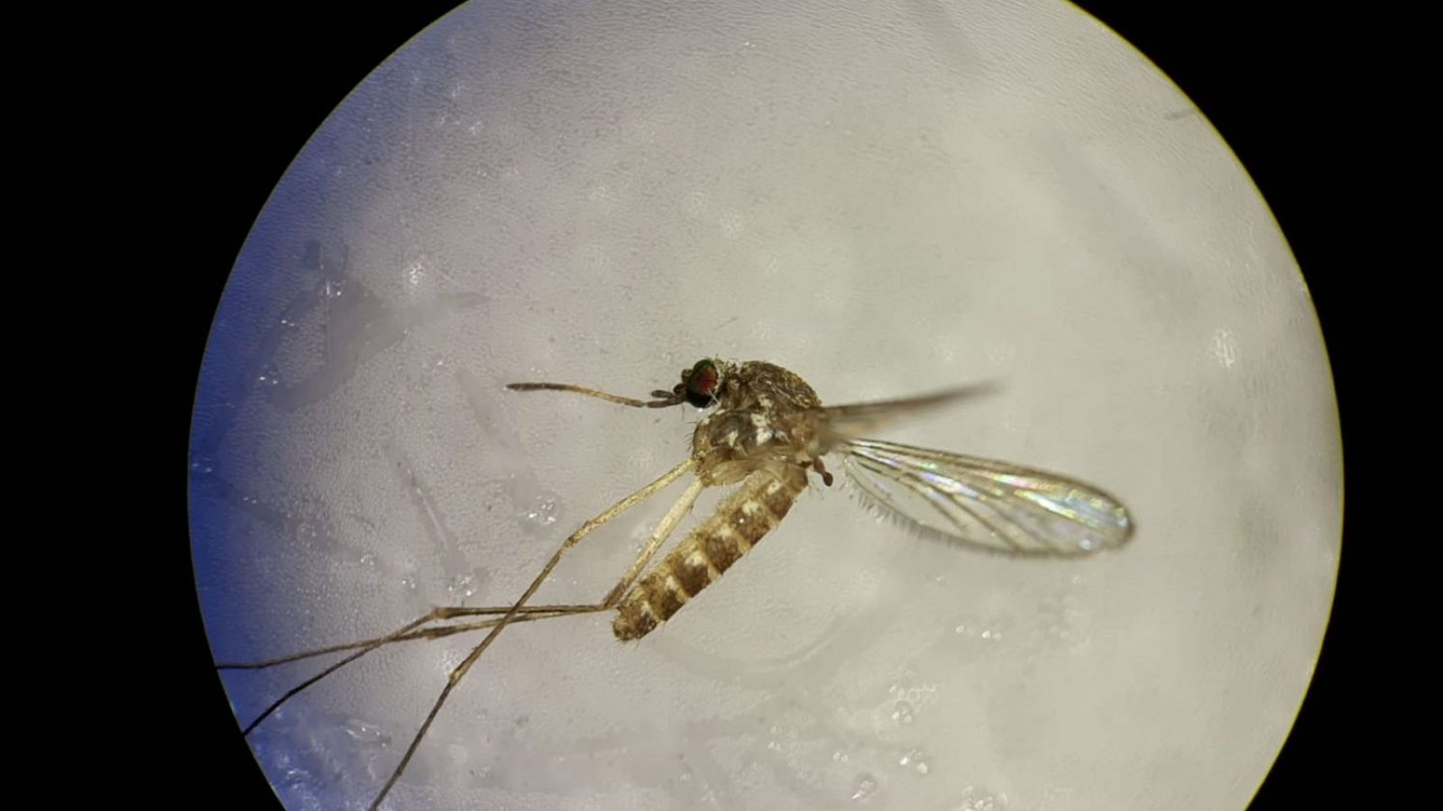 Culex perexiguus, mosquito transmisor del virus del Nilo