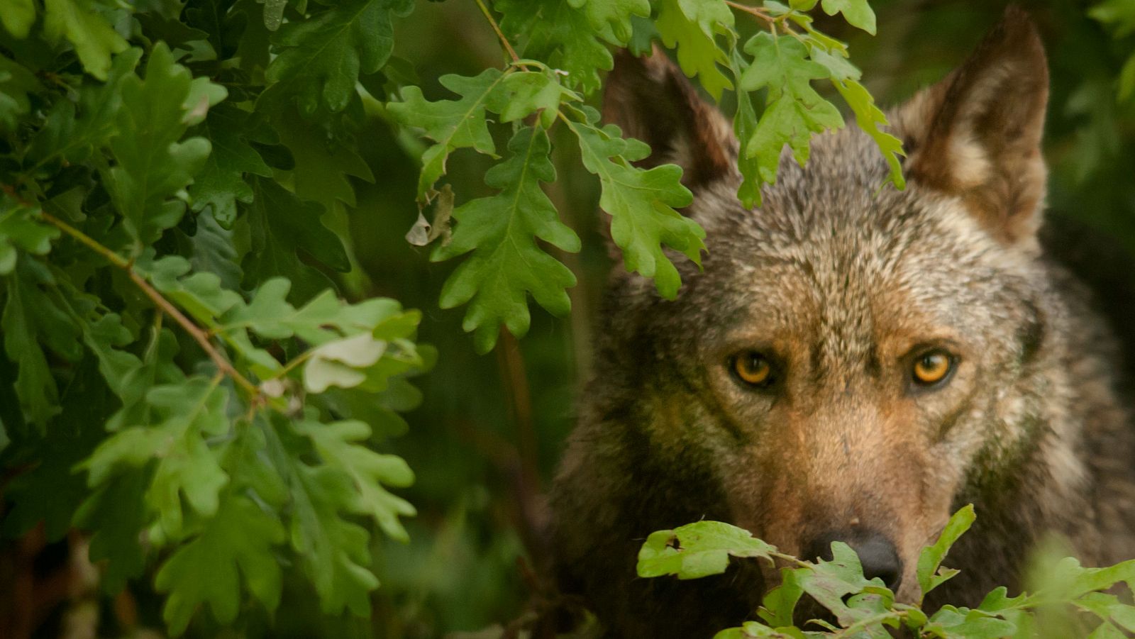 La UE estudia rebajar la protección del lobo.