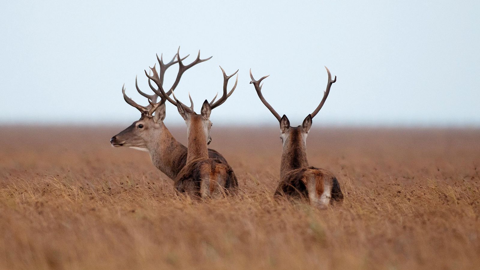 La población de ciervos de Doñana alcanza valores  de abundancia previos a la sequía de 2005