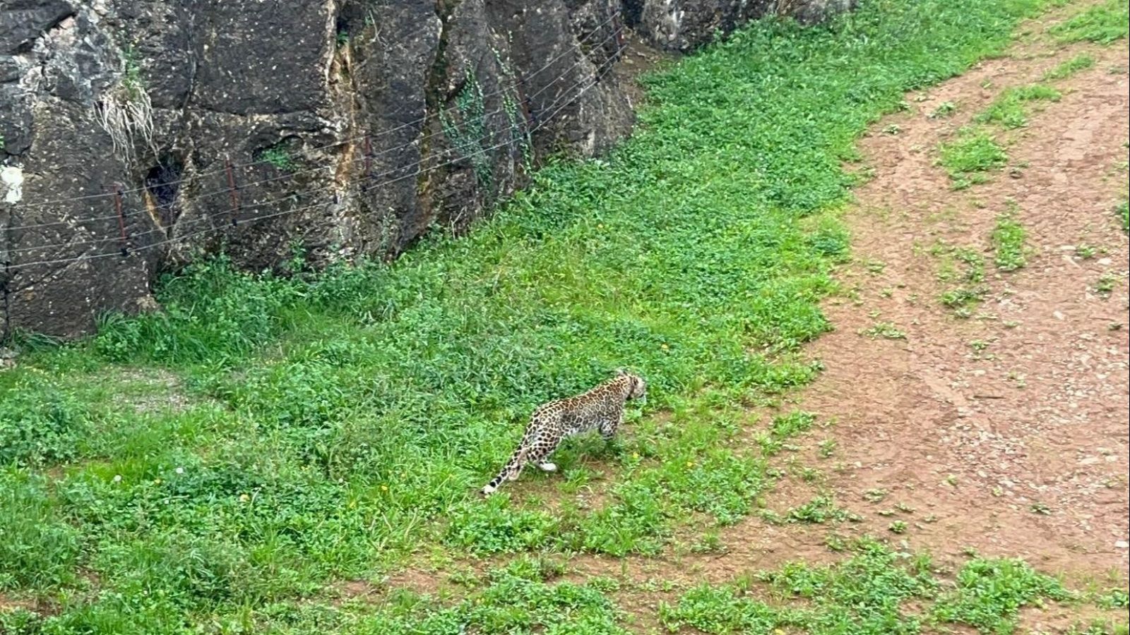 Uno de los dos ejemplares de leopardo persa llegados a Cabárceno