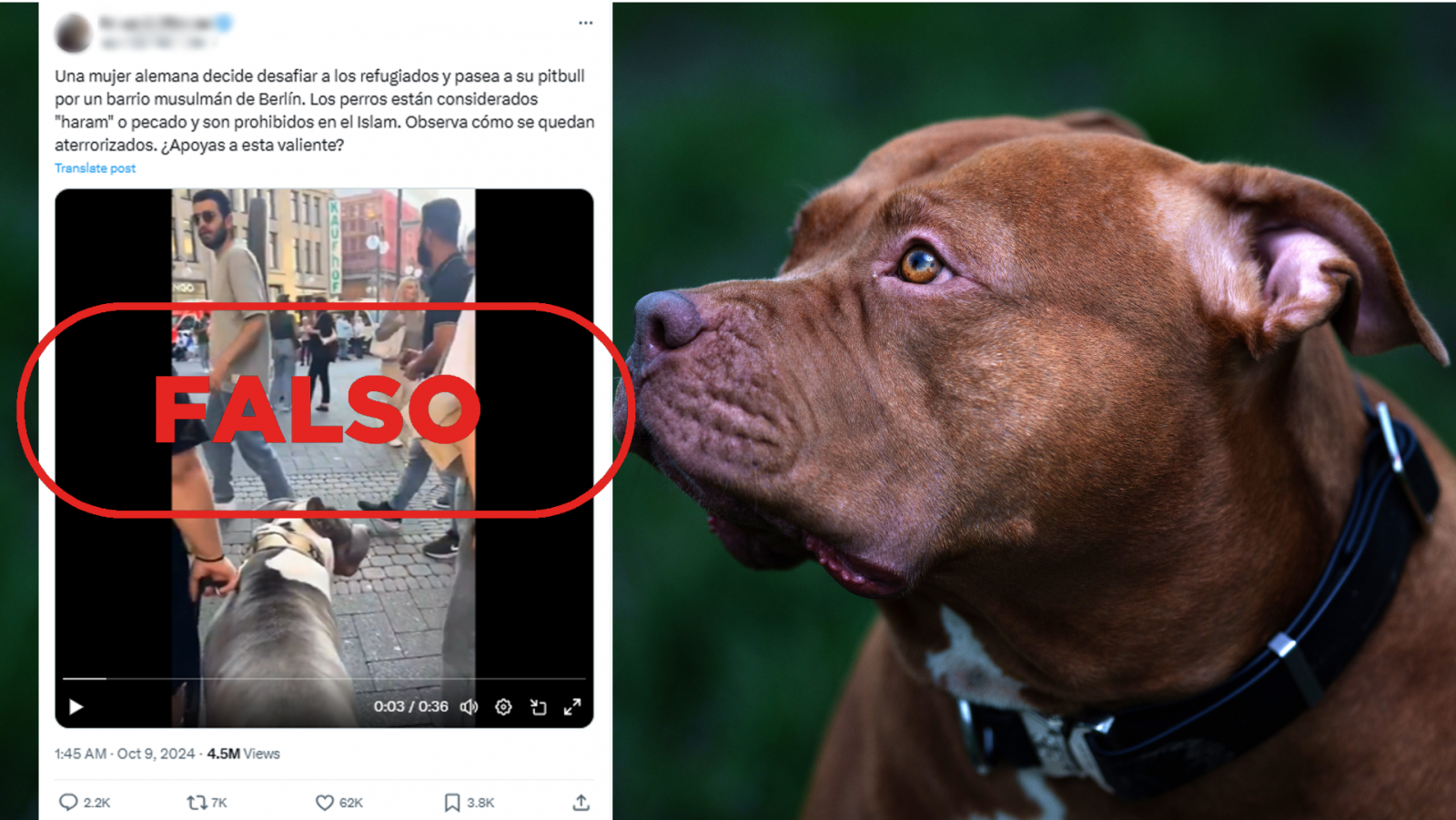 No es una mujer "desafiando" a refugiados con su pitbull en un barrio musulmán de Berlín