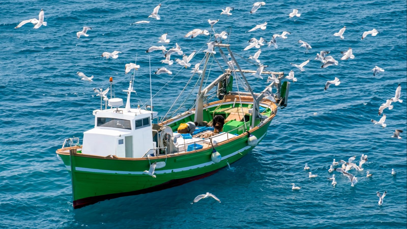 Barco de pesca rodeado de gaviotas