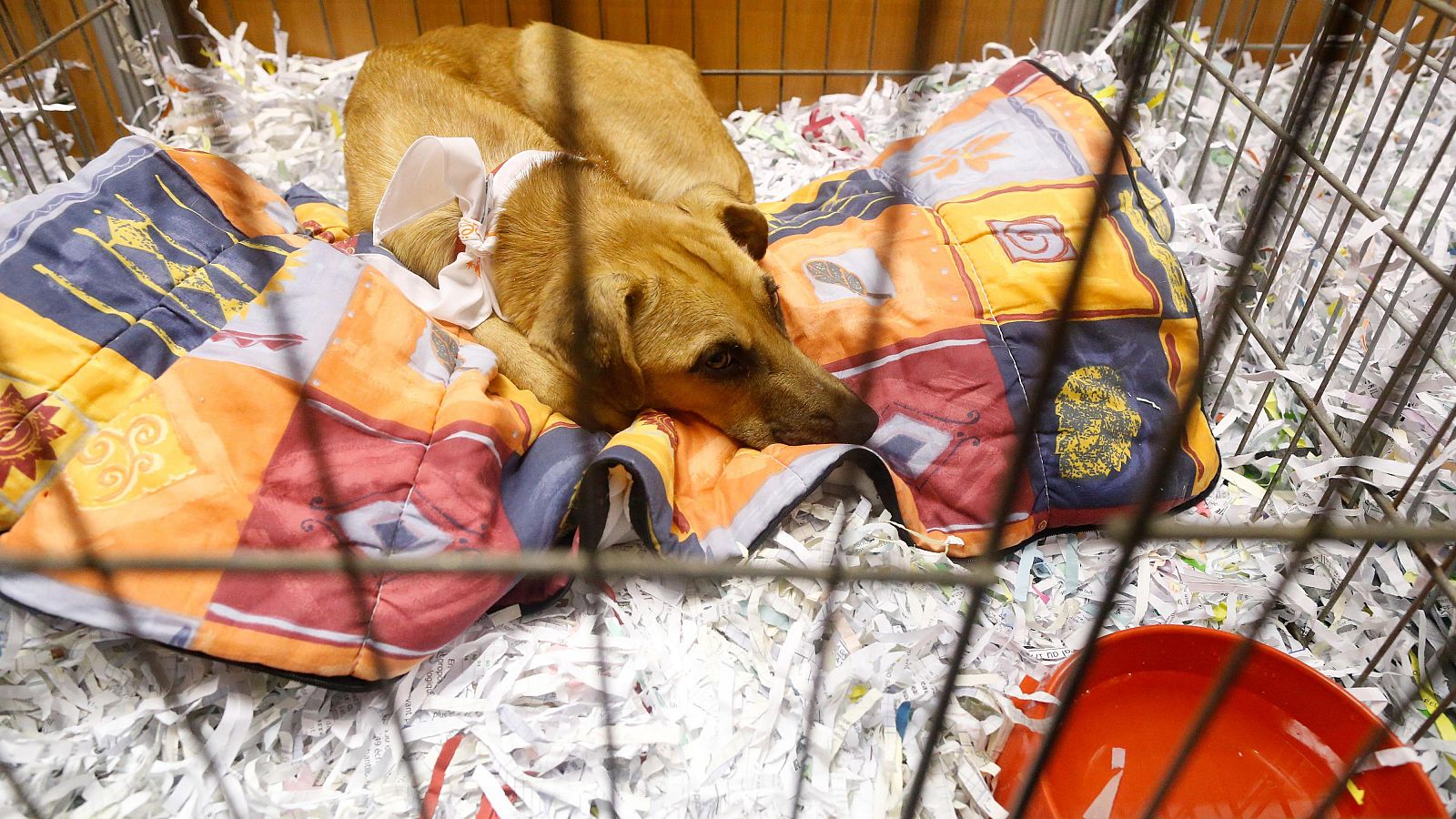 Bustinduy anuncia el primer Plan Estatal contra el abandono de animales de compañía