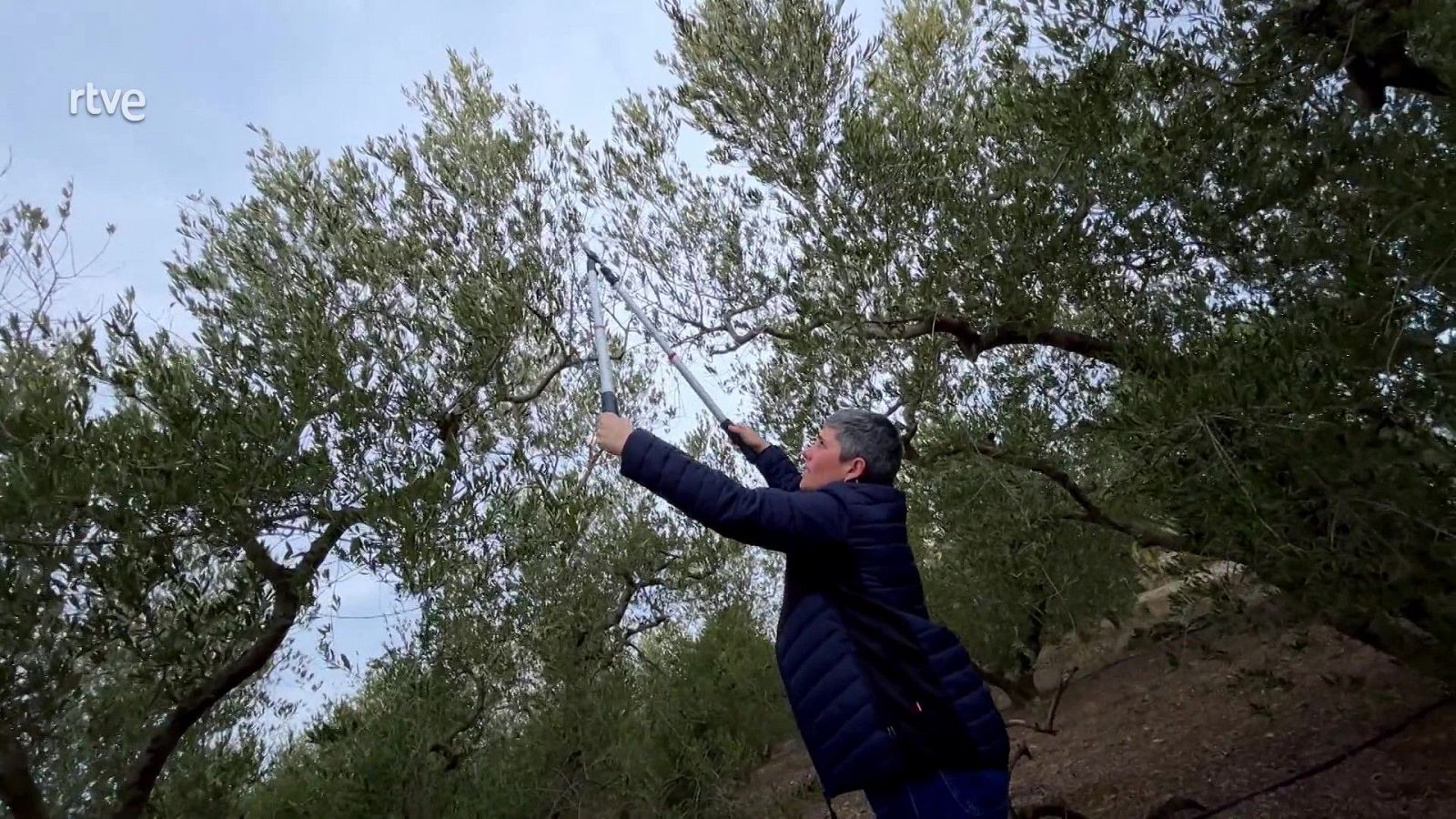 Les millors eines per podar les plantes del jardí