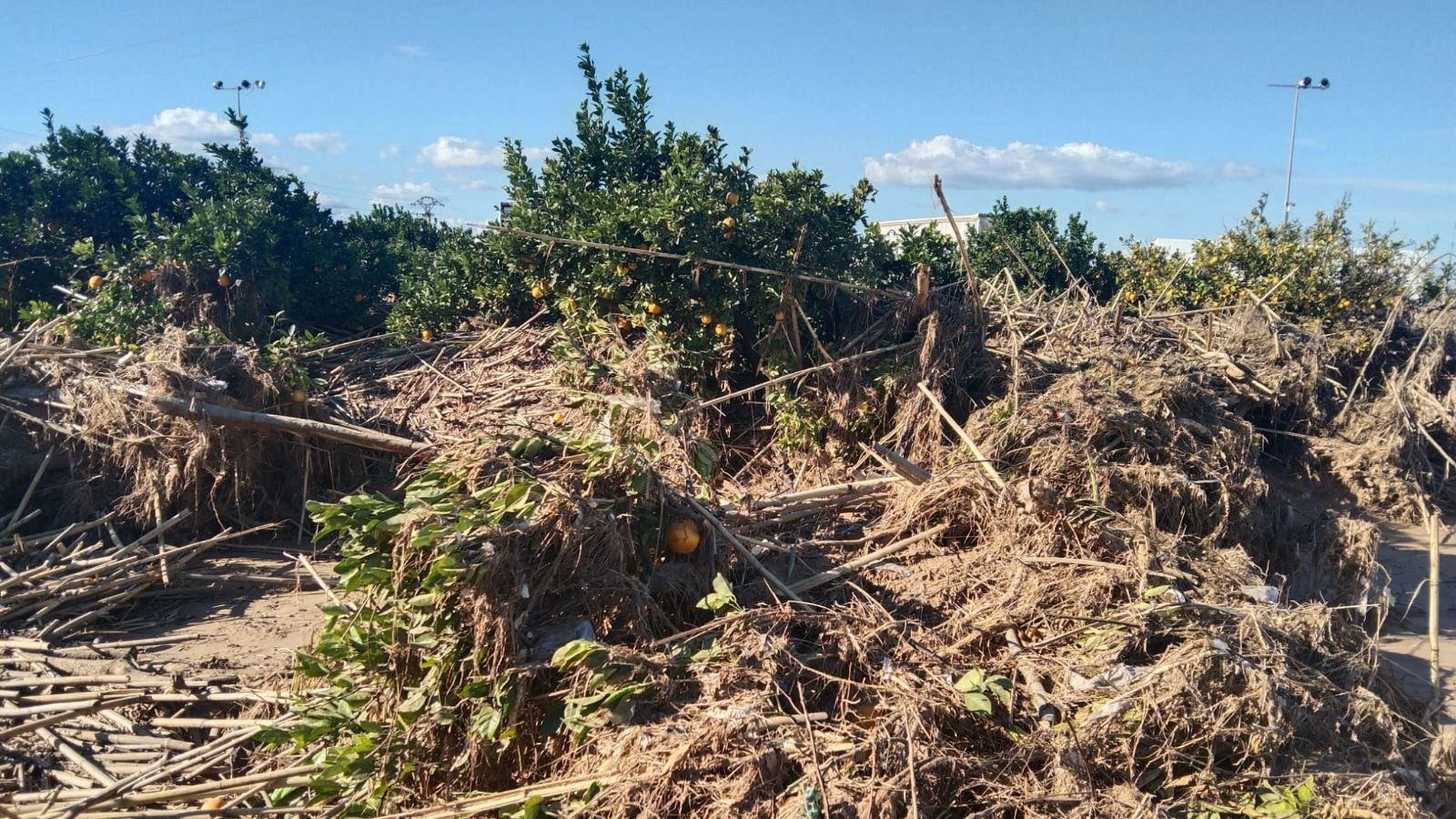 Los estragos de la DANA en la explotación de naranjas de Ismael Navarro en Algemesí, Valencia