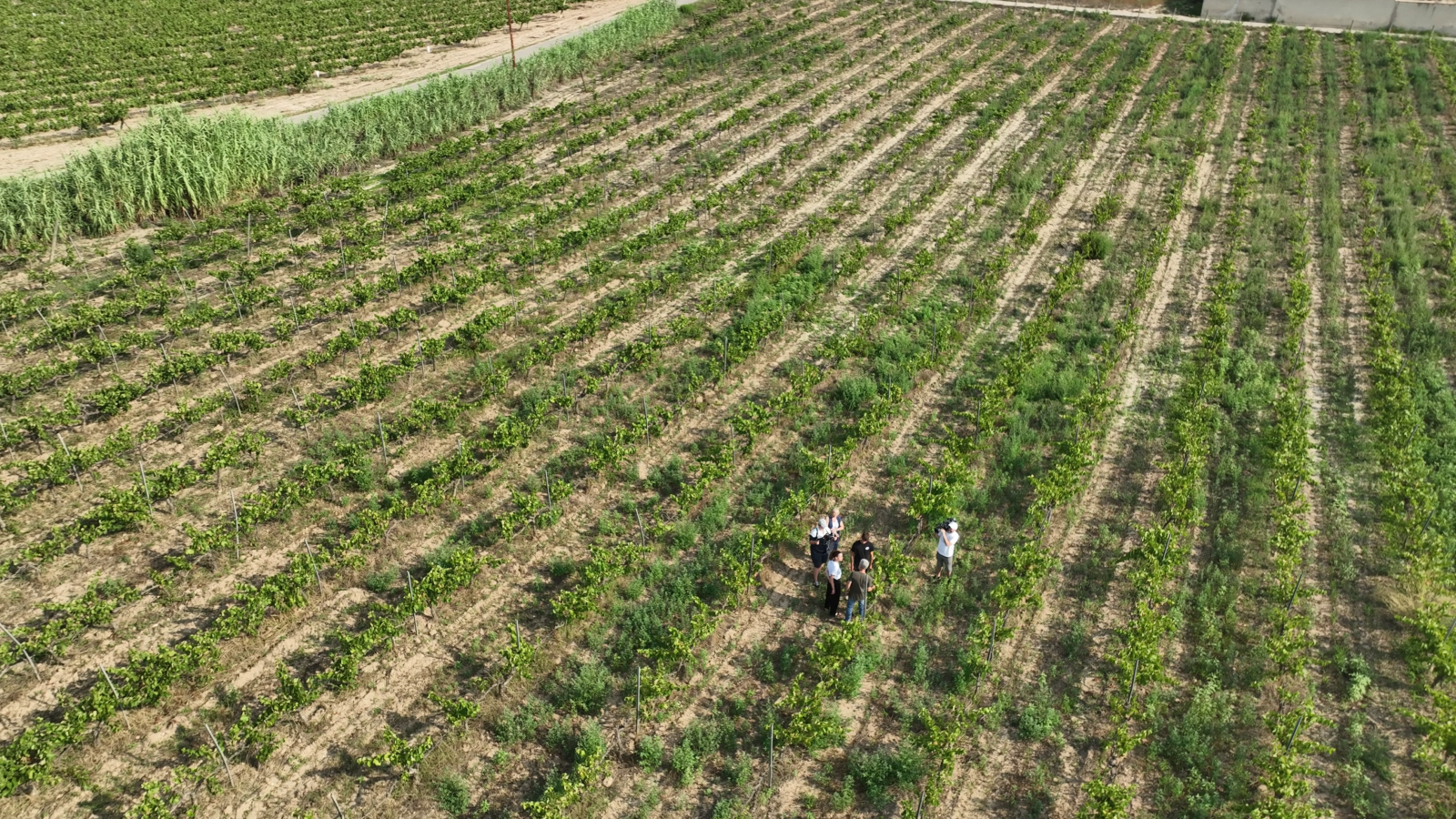 Vista aérea de las viñas de Cal Tiques a Santa Margarida i els Monjos, Barcelona