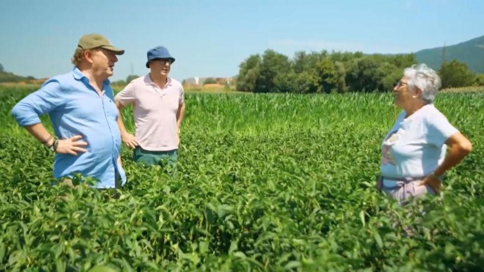 Milagros, una 'pementeira', trabaja en un campo de pimientos de Padrón en Herbón con dos personas más.  Imagen para artículo de turismo gastronómico.