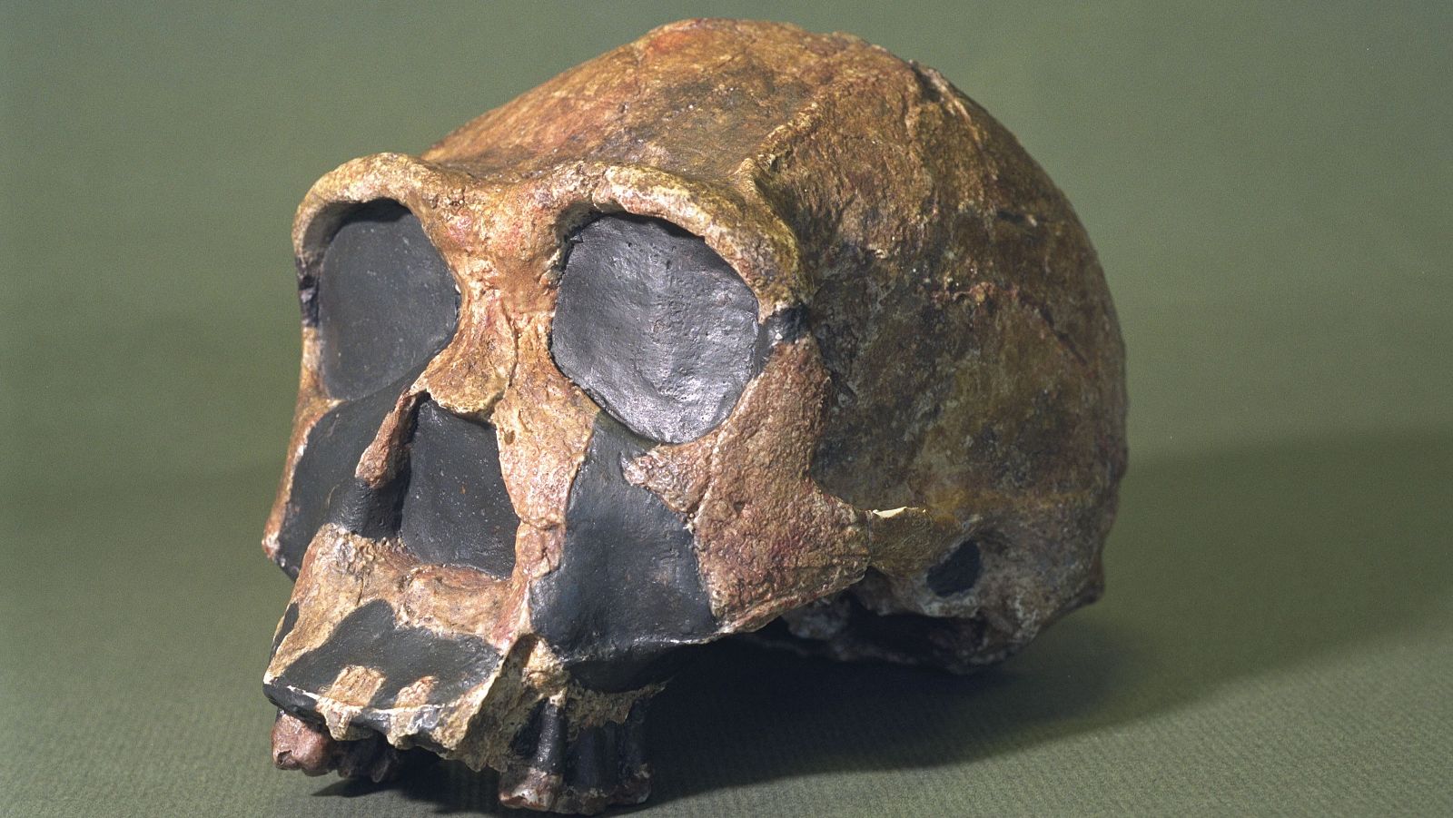 Imagen de archivo de un homo erectus