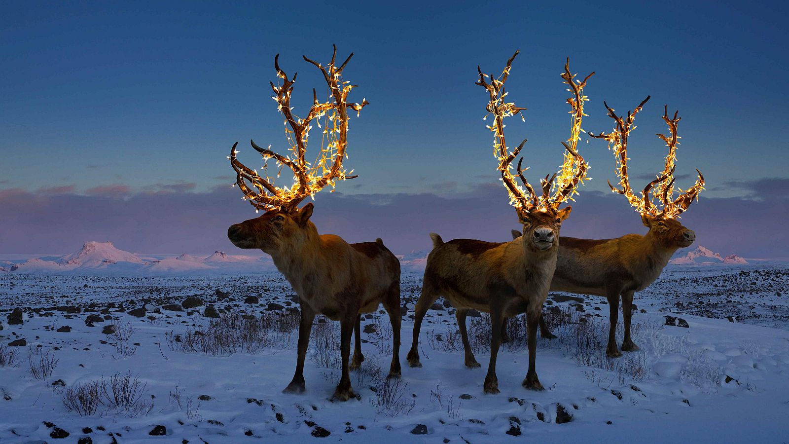 Día de Navidad de la UER 2024