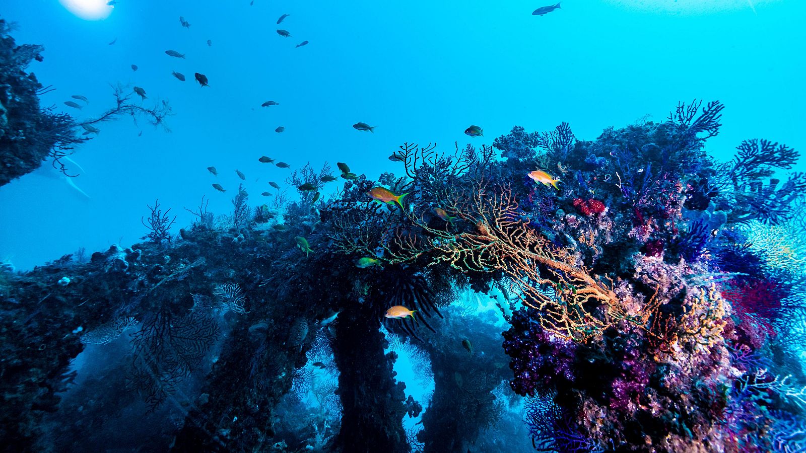 La crema solar afecta a la alimentación de las especies marinas