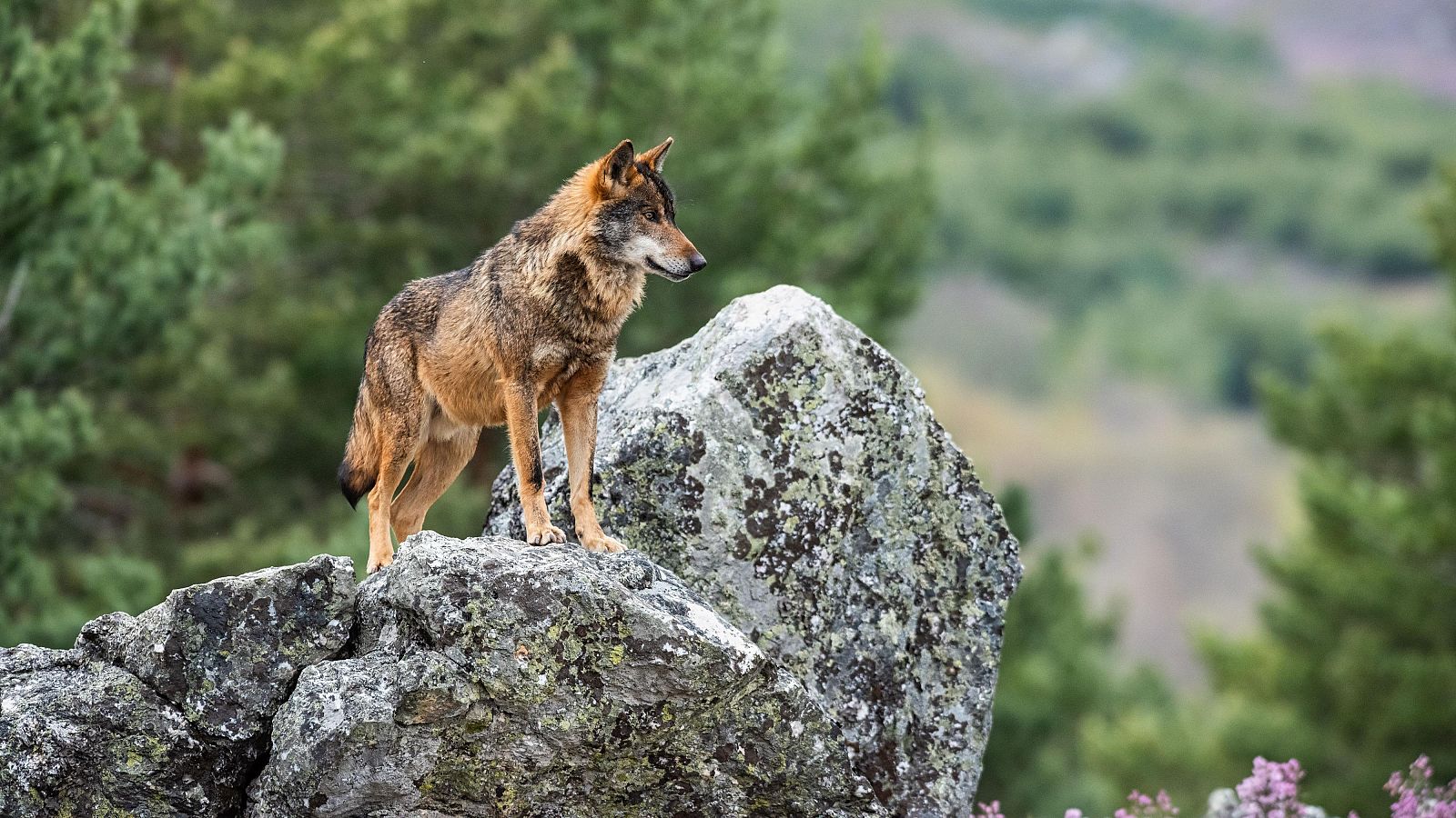 Imagen de archivo de un lobo