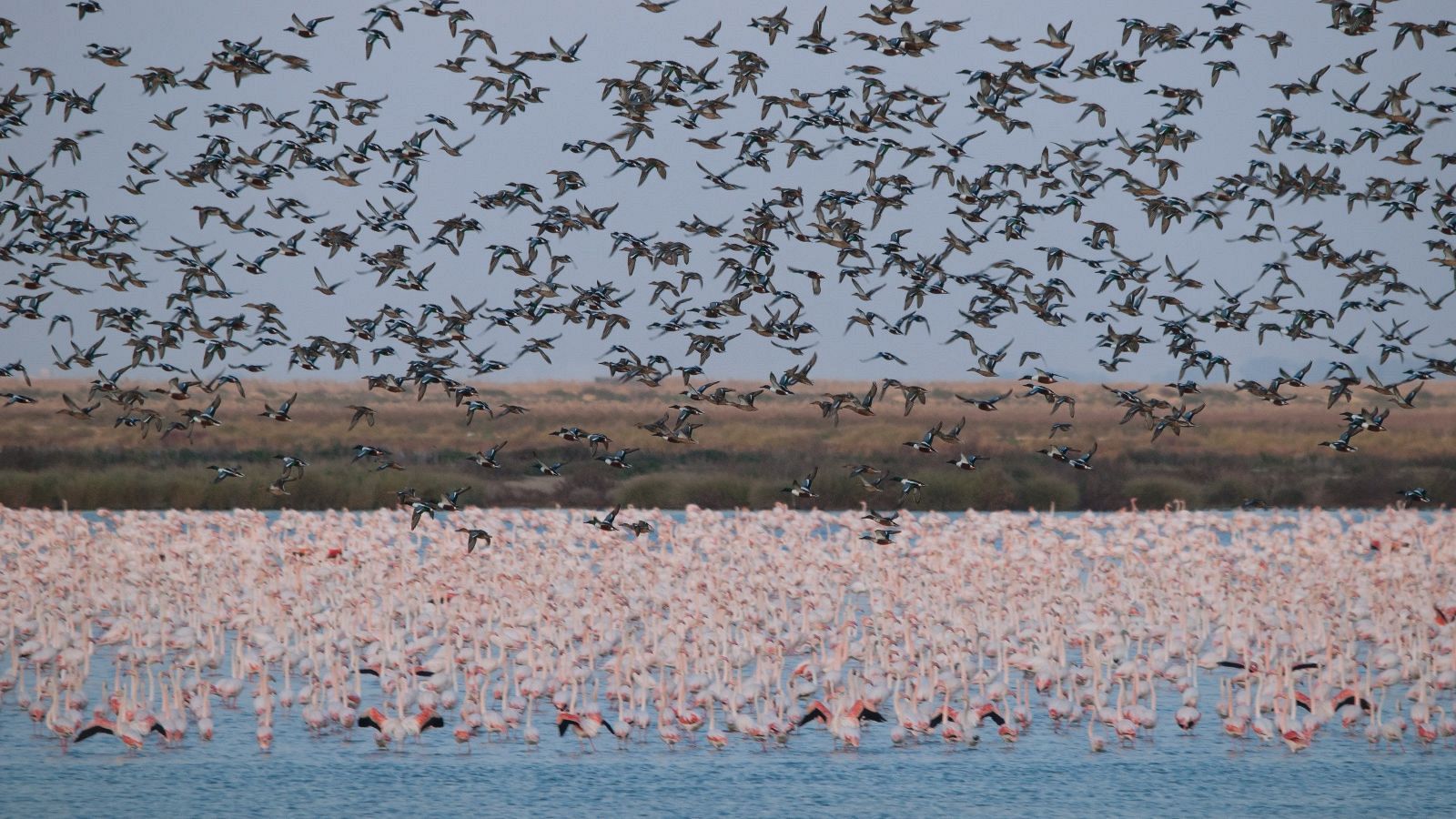 Doñana es un lugar "único" en Europa por la cantidad y diversidad de aves que acoge