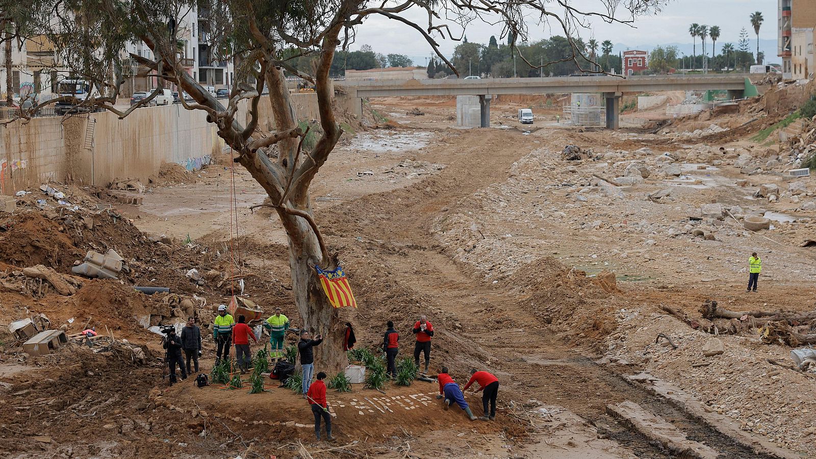 El único árbol que ha sobrevivido en el barranco del Poyo a su paso por Paiporta