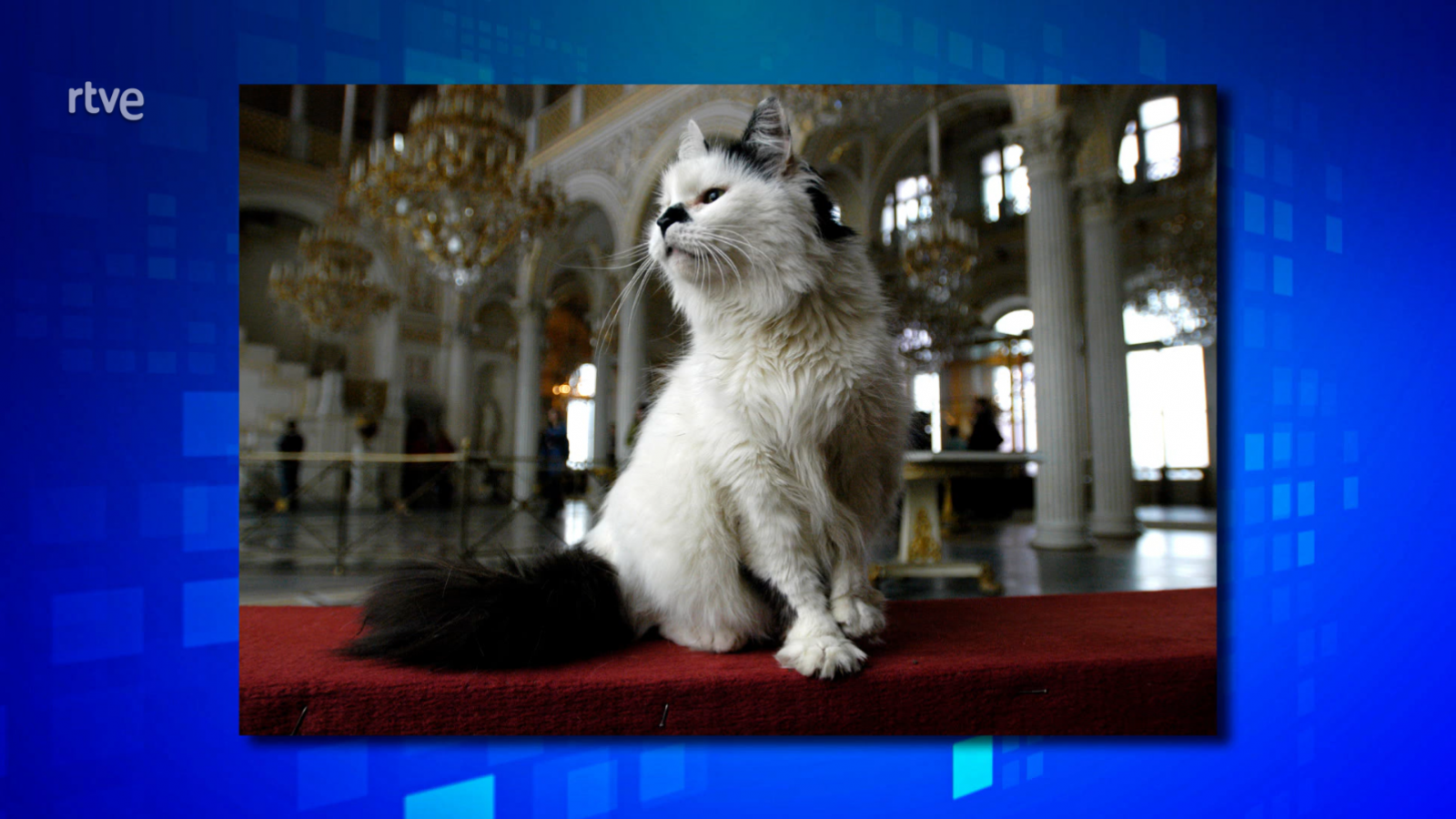 ¿Conoces el museo cuyos vigilantes son gatos?