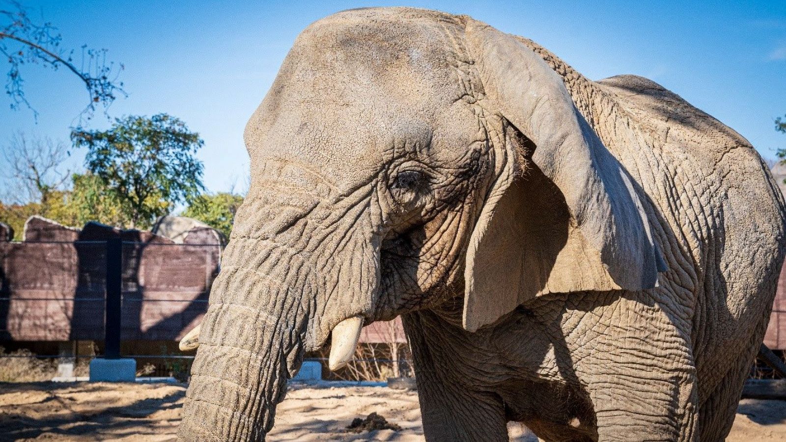 Muere en el zoo de Barcelona la elefanta africana Yoyo, la más longeva de su especie