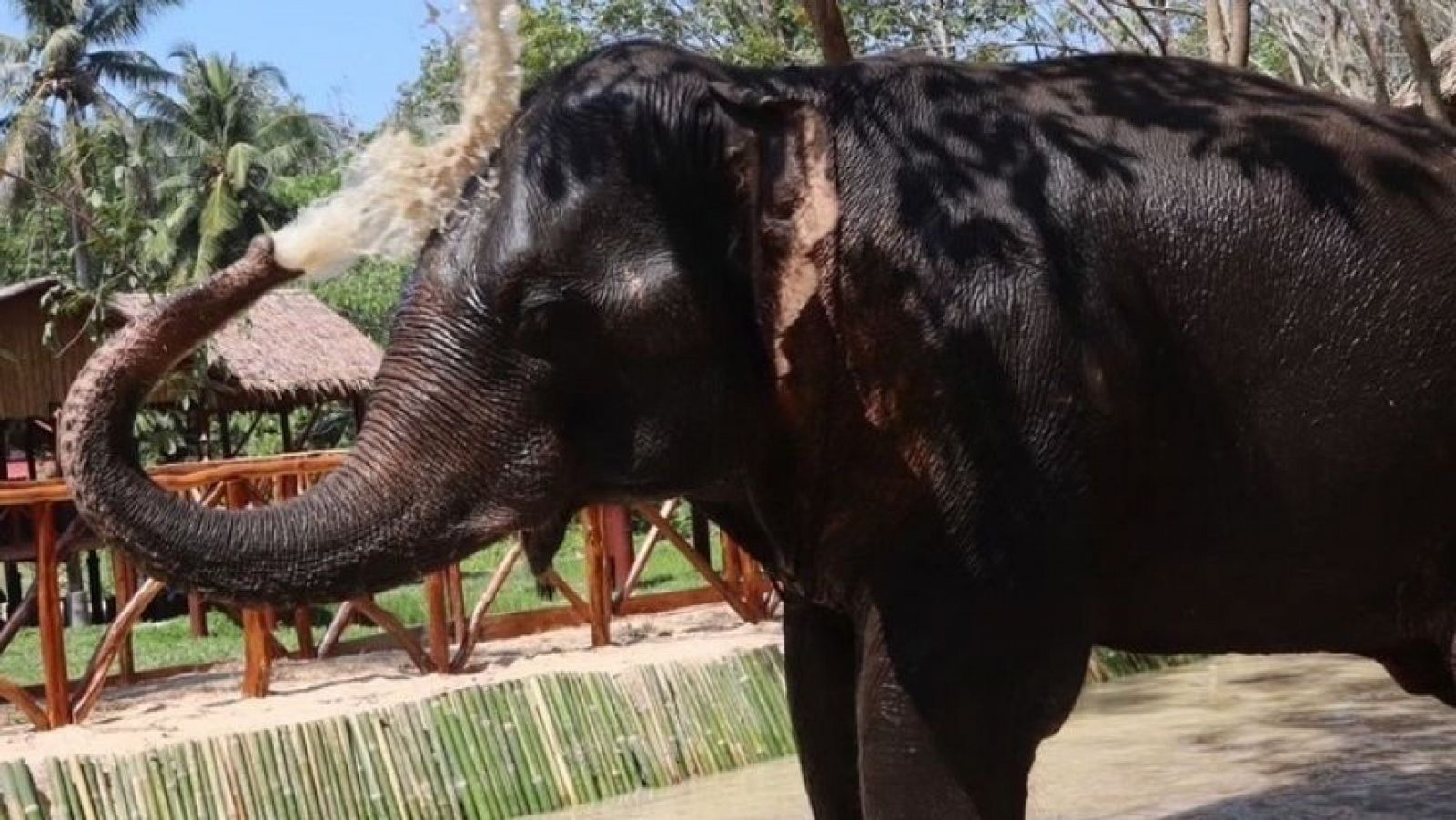 Koh Yao Elephant Care